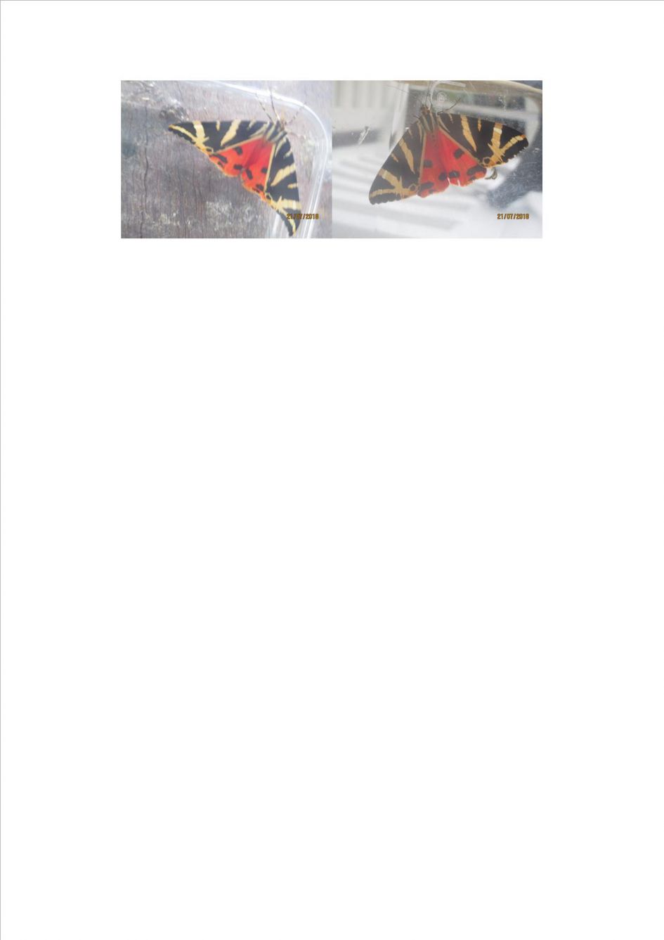 Welke vlinder is dit ?